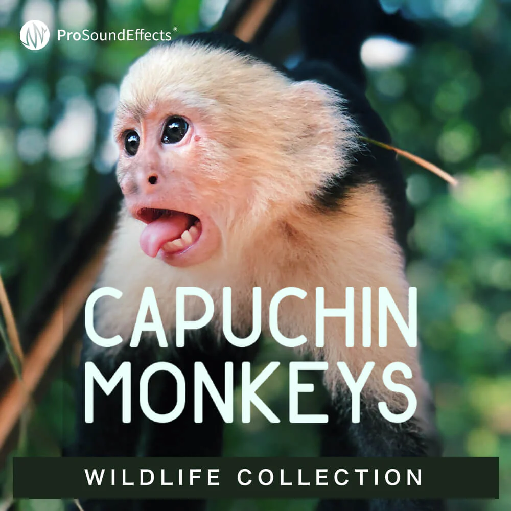 野生动物系列Pro Sound Effects Wildlife Collection Capuchin Monkeys WAV-FANTASTiC-乐声音频-资源网
